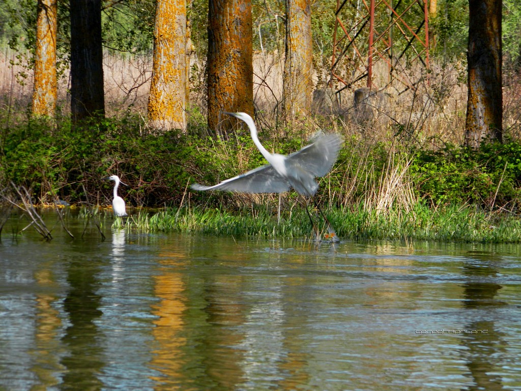 ルーマニアの世界遺産ドナウ・デルタ！ドナウ川は素晴らしい野鳥の楽園