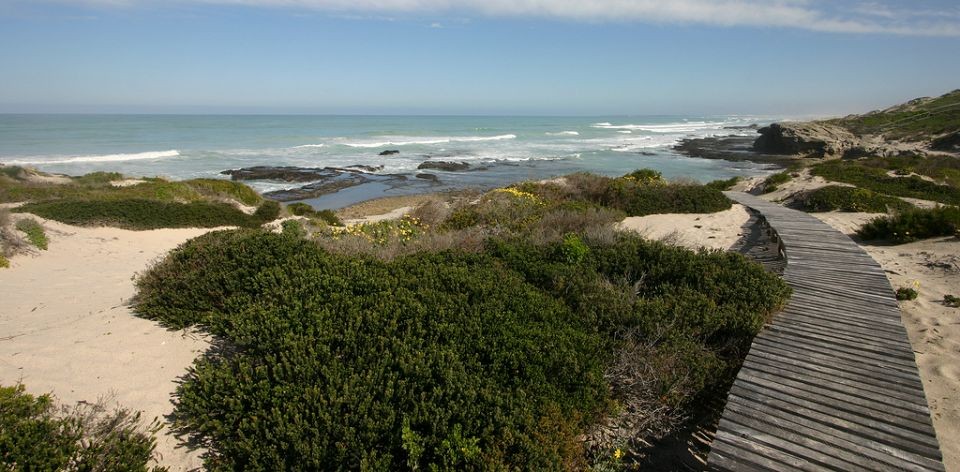 南アフリカ世界遺産「ケープ植物区保護地域群」の見どころ特集！まだまだ知らない地球がそこに