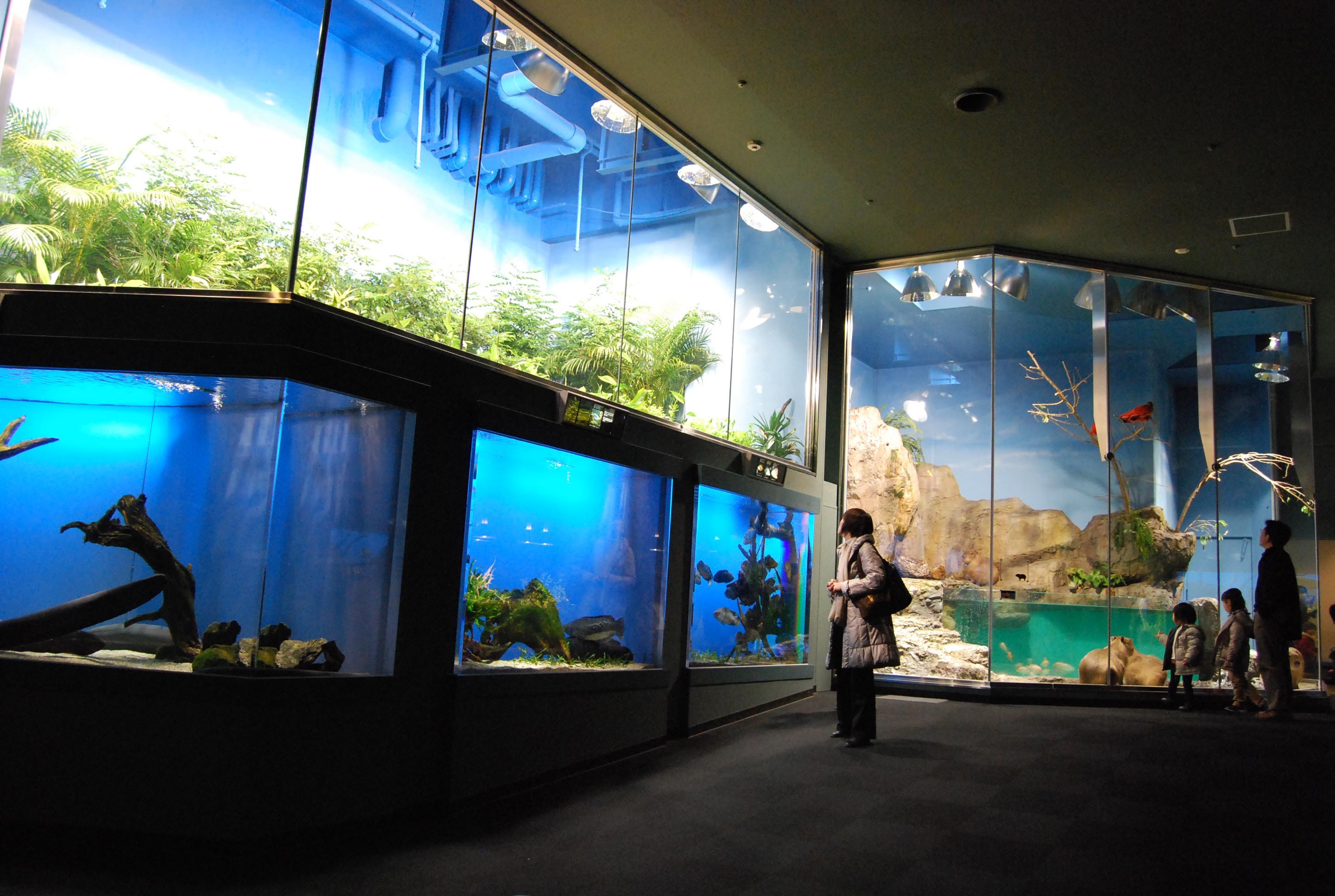 世界で４か所だけ！ジュゴンを飼育しているジュゴンに会える水族館４つ