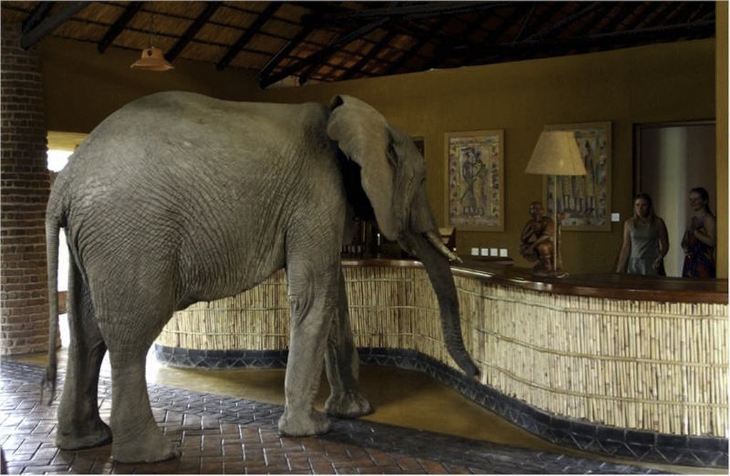 ワイルドすぎ！アフリカで動物がホテルに来ちゃうサファリホテル３選