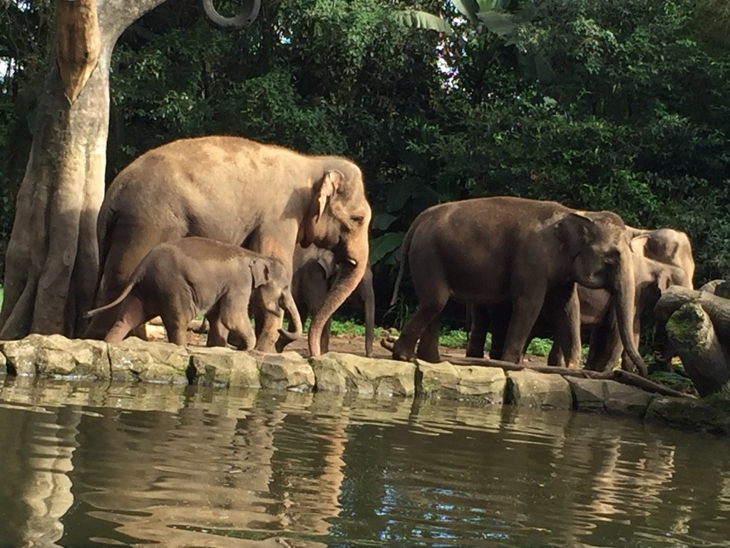 インドネシア・ボゴール地区のタマンサファリは天国に一番近い動物園！