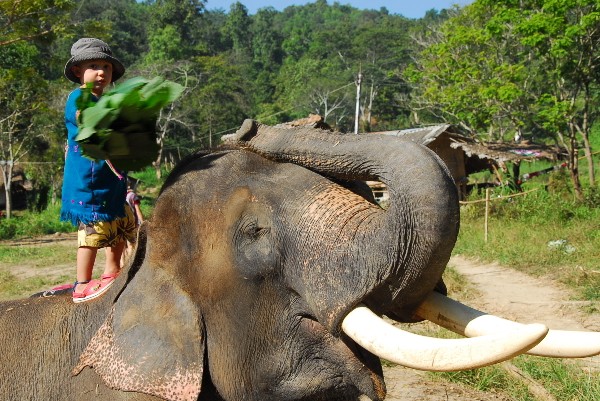 【タイ・チェンマイ】パタラ エレファントファームでアジア象と触れ合う旅を！