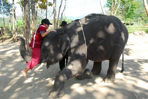 【タイ・チェンマイ】パタラ エレファントファームでアジア象と触れ合う旅を！