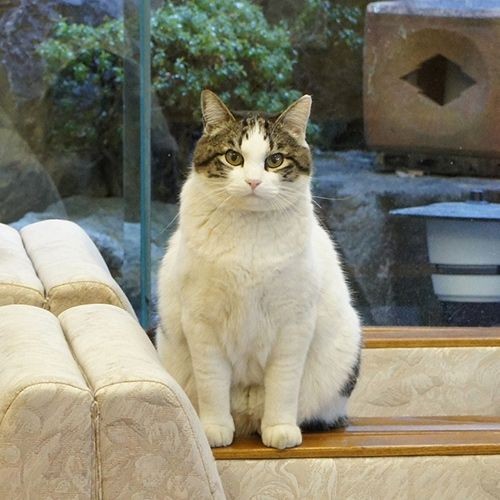 【日本国内】看板猫がいる旅館＆温泉宿４選！猫好きなら一度は泊まりに行くべき！