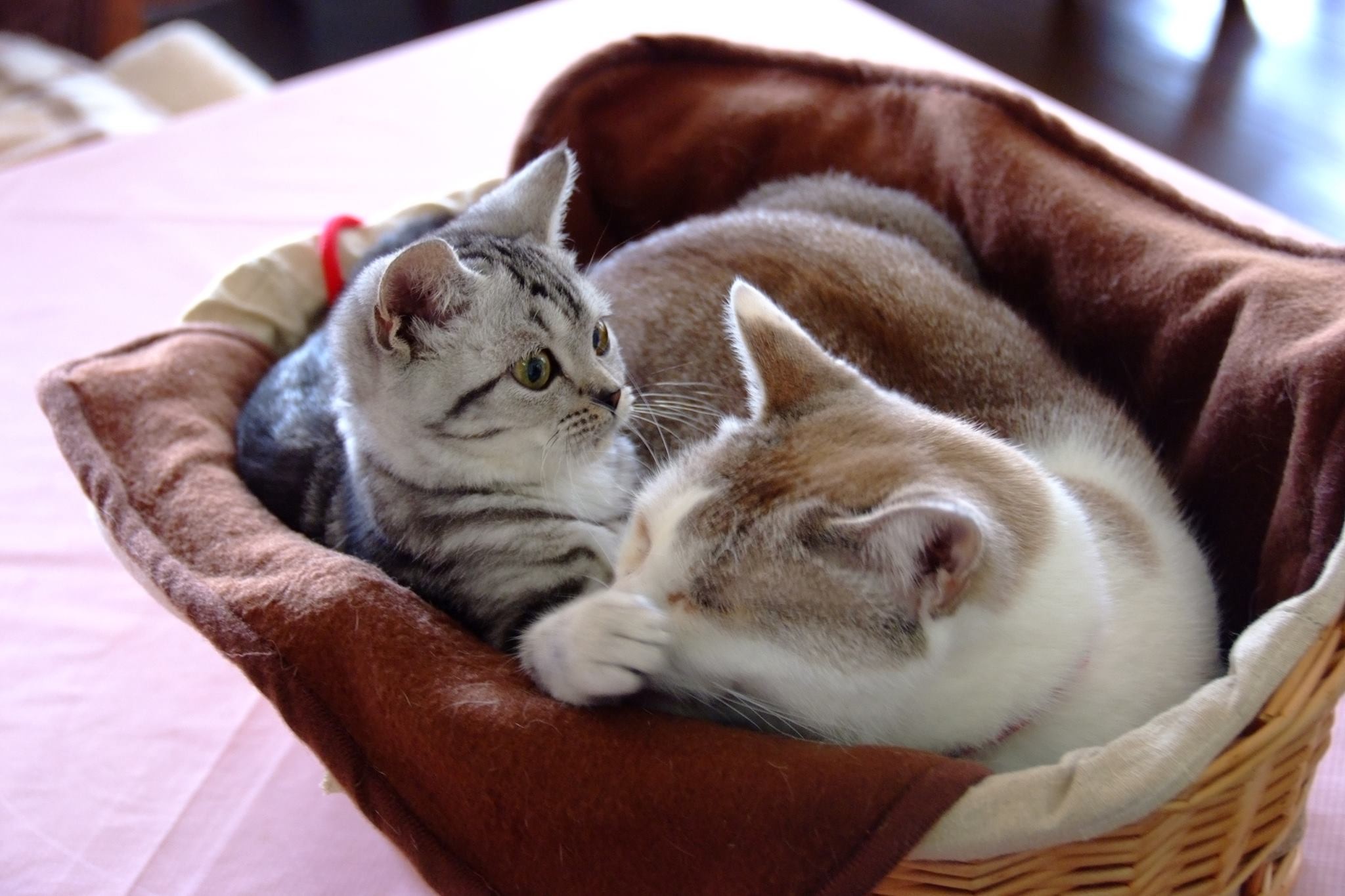 【日本国内】看板猫がいる旅館＆温泉宿４選！猫好きなら一度は泊まりに行くべき！