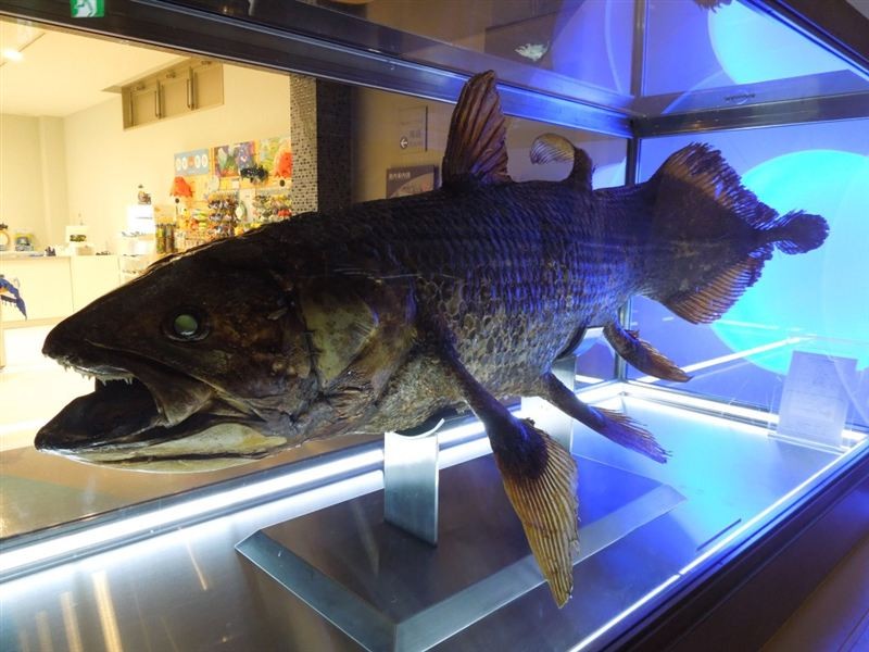 日本国内の水族館でジュゴンやウーパールーパーに会おう！ 珍しい海洋生物に会える水族館５選