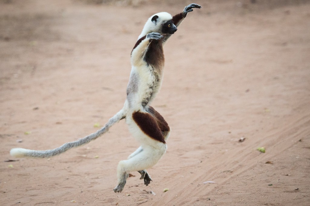 マダガスカル・アンタナナリボでキツネザル園レミュール・パークへ！放し飼いのキツネザルに会おう！