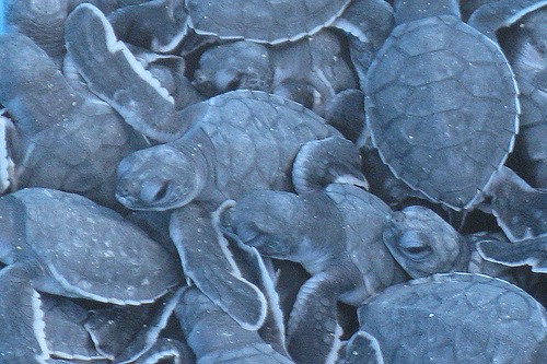 マレーシア・ボルネオ島タートルアイランドでウミガメ産卵現場を目撃しよう！