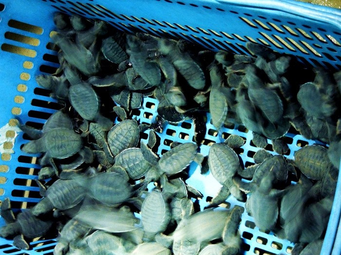 マレーシア・ボルネオ島タートルアイランドでウミガメ産卵現場を目撃しよう！