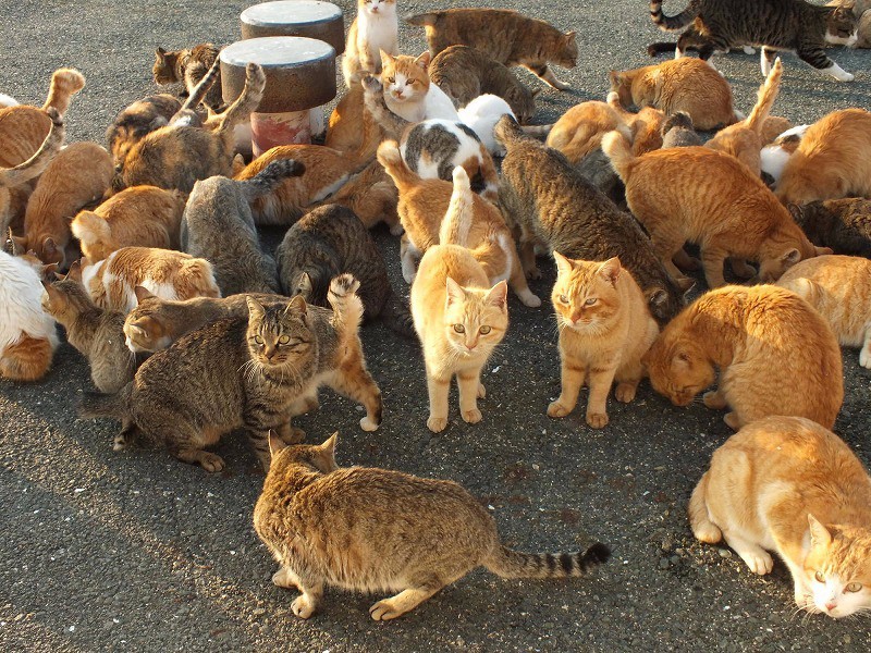 島民19人なのに猫は約200匹!! 瀬戸内の猫だらけ島「青島」