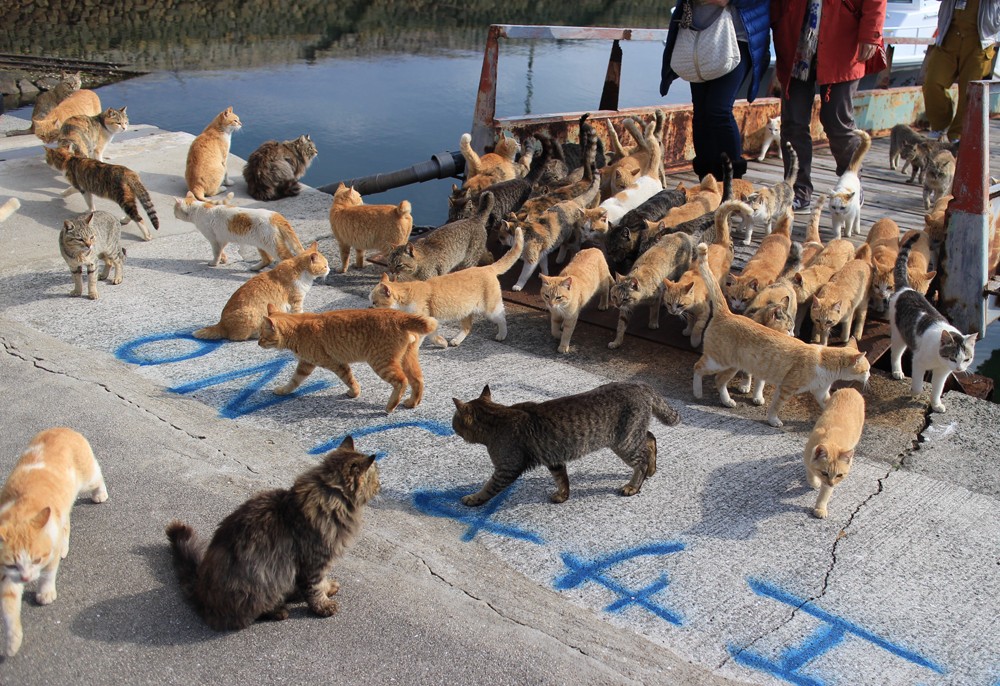島民19人なのに猫は約200匹!! 瀬戸内の猫だらけ島「青島」