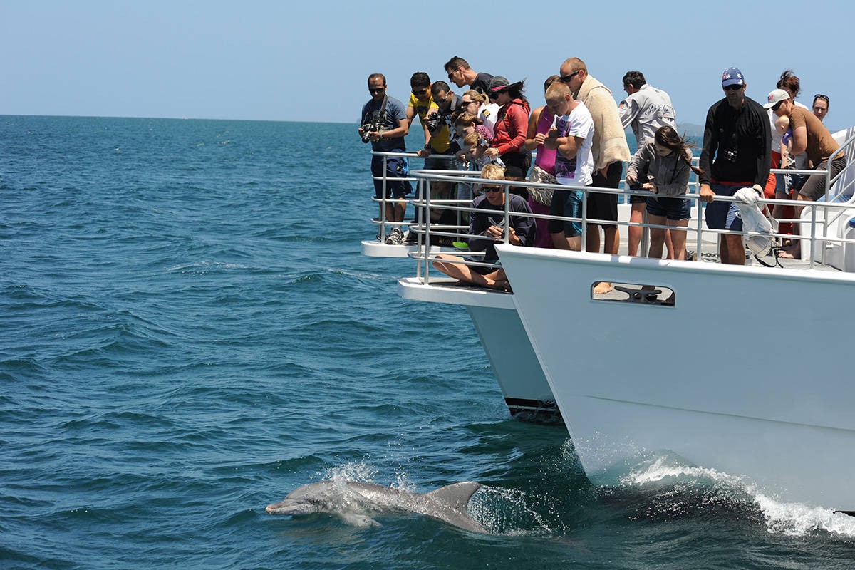 オーストラリア・ケアンズで人気のクルーズ船ツアー！クジラウォッチングに大興奮