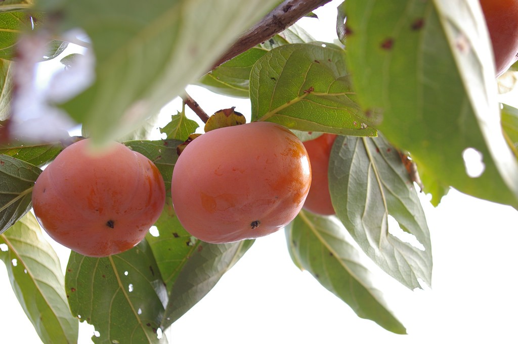 関西地方で一年中果物狩りが楽しめる果物農園3選！季節問わず楽しめる、獲れたて果物が満載