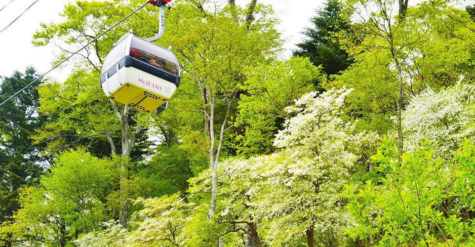 春の栃木でおすすめの人気イベント7選！四季折々の自然あふれる栃木を大満喫しよう