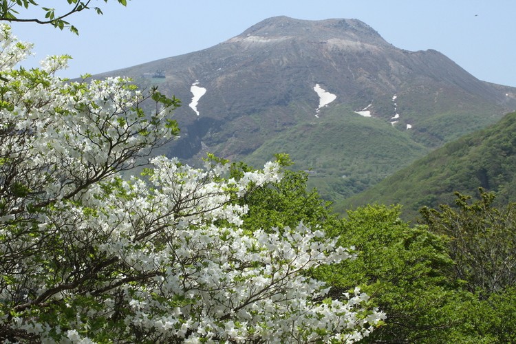 春の栃木でおすすめの人気イベント7選！四季折々の自然あふれる栃木を大満喫しよう