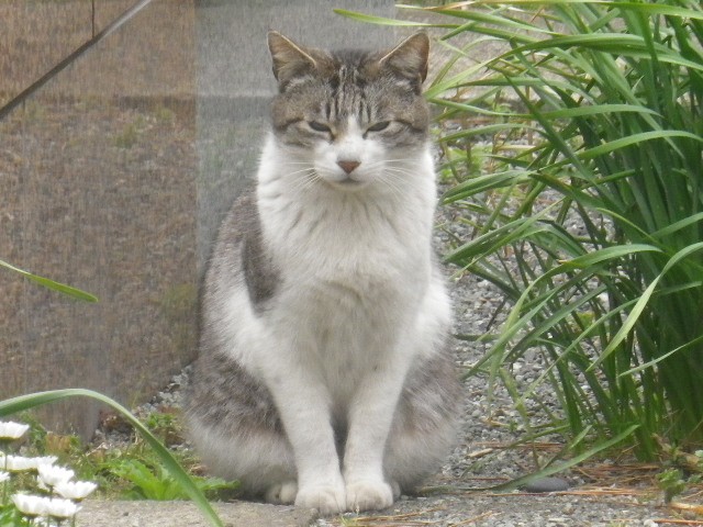 光明寺の猫を見に行こう！鎌倉にある猫寺スポットを楽しむ！