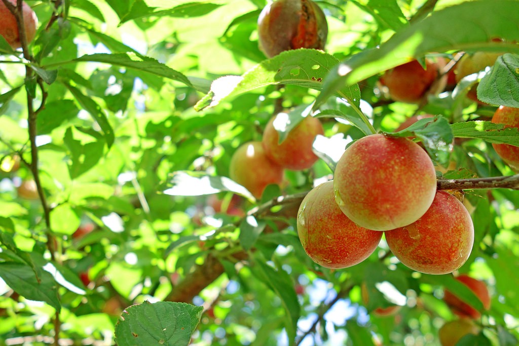 愛知・静岡・山梨でフルーツ狩りが一年中楽しめる果物農園3選！思い立ったらレッツゴー