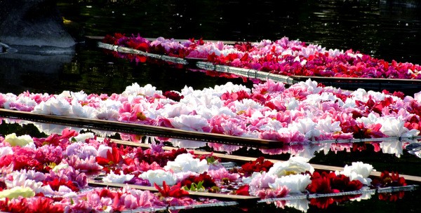島根県「日本庭園 由志園」観光へ！1年中牡丹の花が咲く庭園 