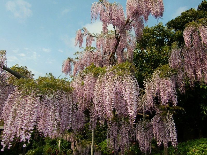 島根県「日本庭園 由志園」観光へ！1年中牡丹の花が咲く庭園 