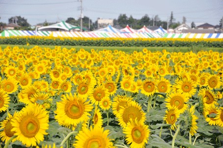 花火にお花畑！楽しすぎる栃木の夏イベント5選