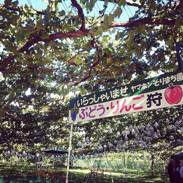 駅から近い！歩いて果物狩りに行ける農園【中部・内陸編】