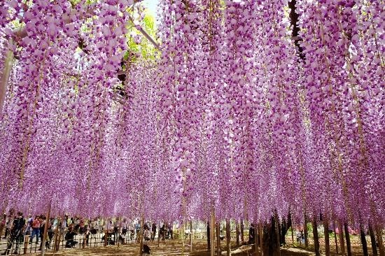 まばゆい花々を見に栃木へレッツゴー！おすすめフラワーパーク6選