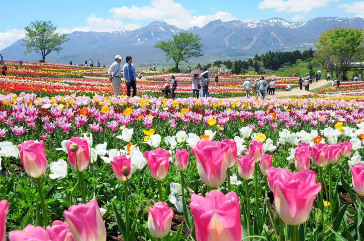 まばゆい花々を見に栃木へレッツゴー！おすすめフラワーパーク6選