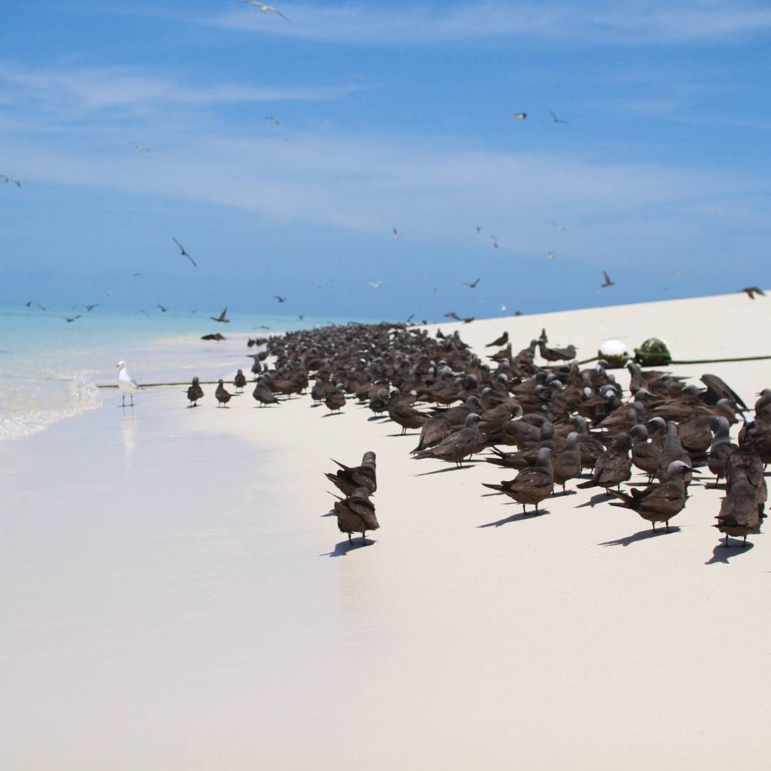 そこにあるのは白い砂浜だけ！何もない贅沢を味わうオーストラリアの無人島「ミコマスケイ」特集