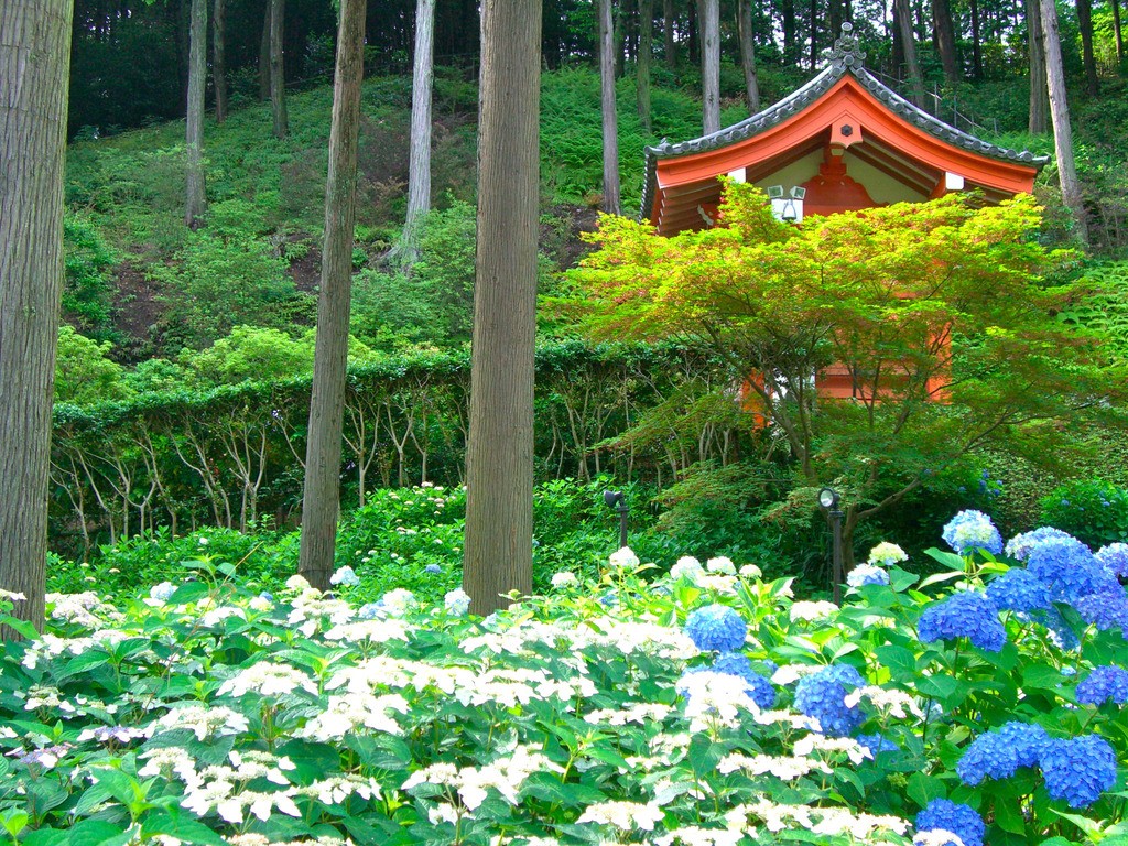 梅雨を彩る紫陽花を楽しむ！日本東西の紫陽花スポット5選