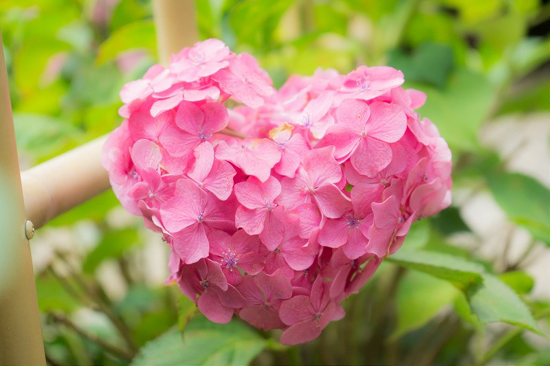 梅雨を彩る紫陽花を楽しむ！日本東西の紫陽花スポット5選