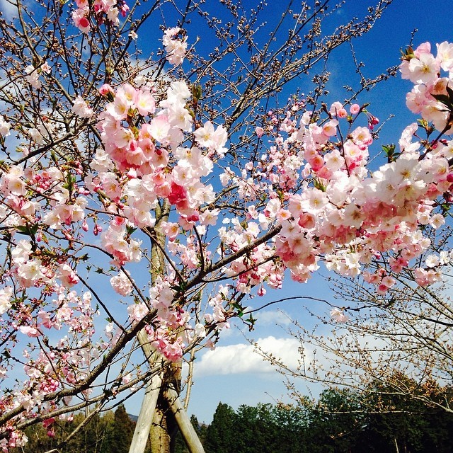 埼玉県にある芝桜で人気の羊山公園にはこんな場所もあった！