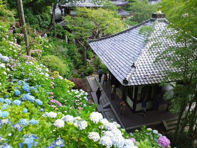 【鎌倉】梅雨の季節も楽しもう！ "紫陽花の絶景" お散歩コース紹介