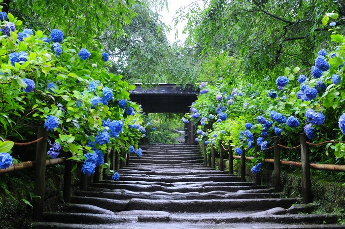 【鎌倉】梅雨の季節も楽しもう！ "紫陽花の絶景" お散歩コース紹介