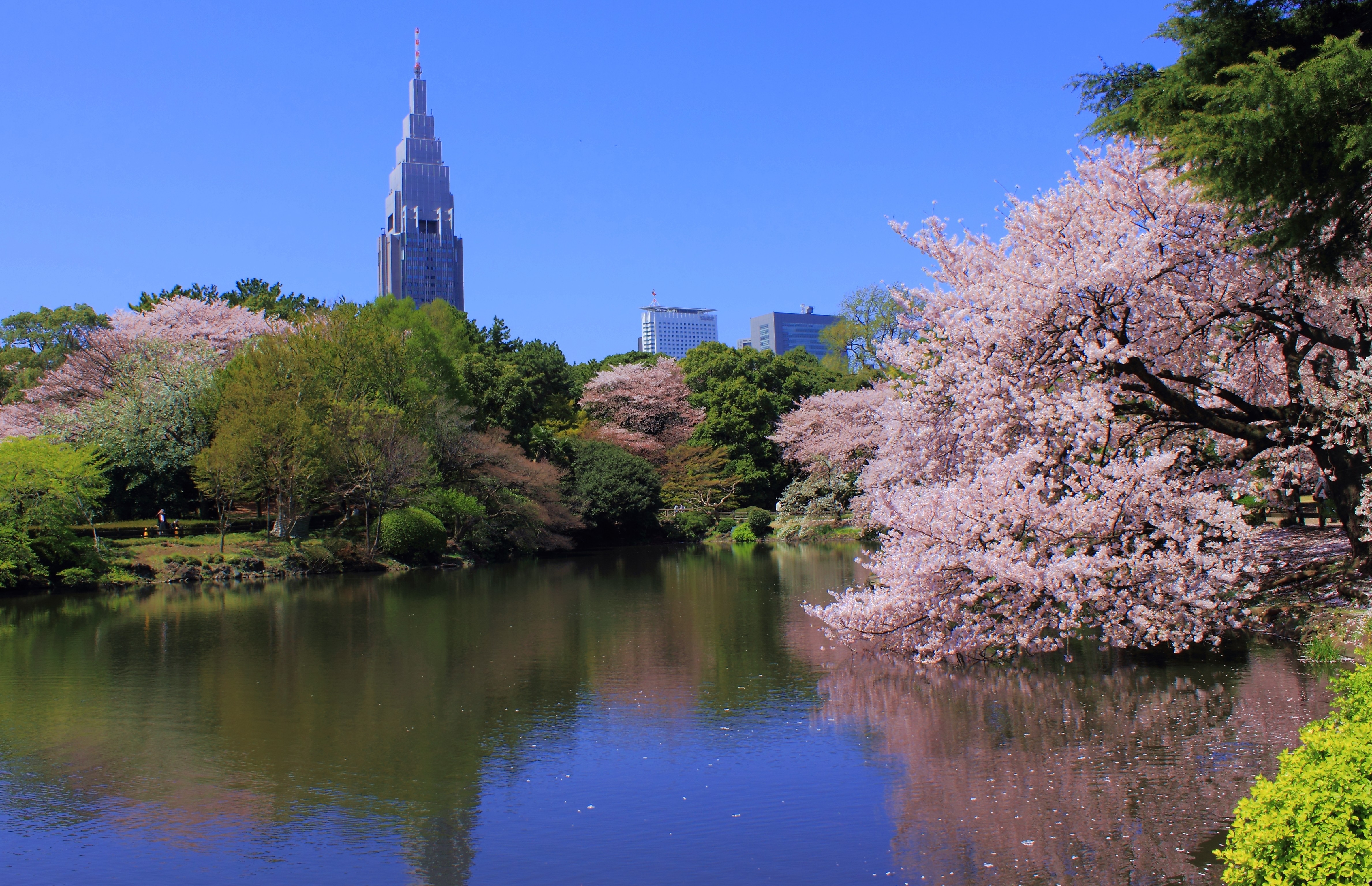 お花見はやっぱり新宿御苑で！桜を楽しむために知っておきたいポイント