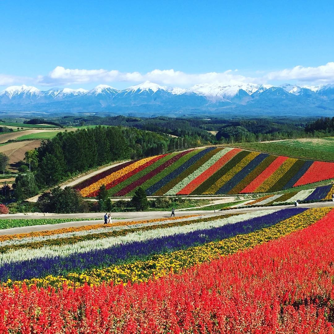 色とりどりの花畑！北海道・丘のまち美瑛の絶景スポットをご紹介します！