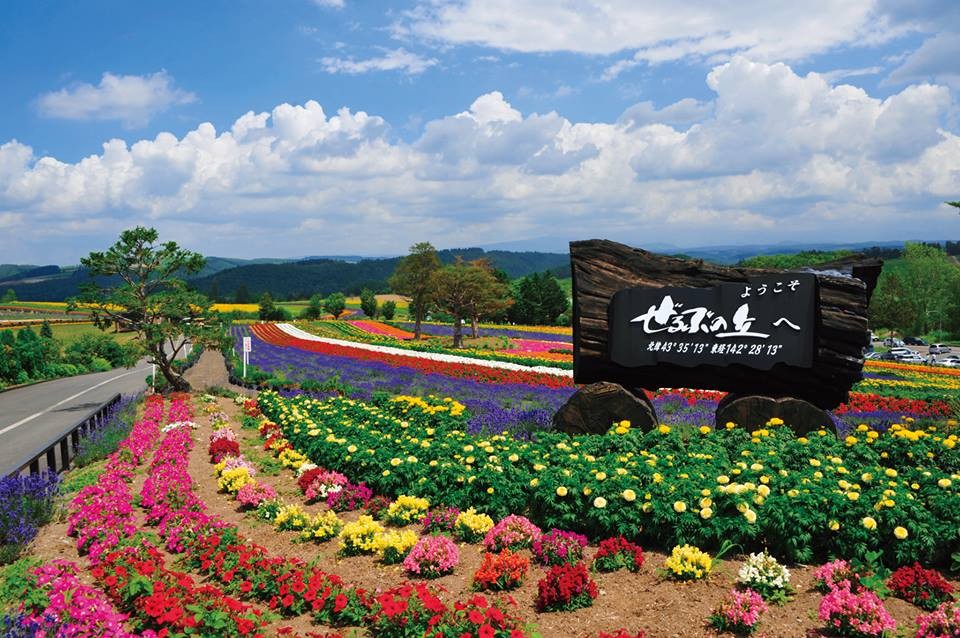 色とりどりの花畑！北海道・丘のまち美瑛の絶景スポットをご紹介します！