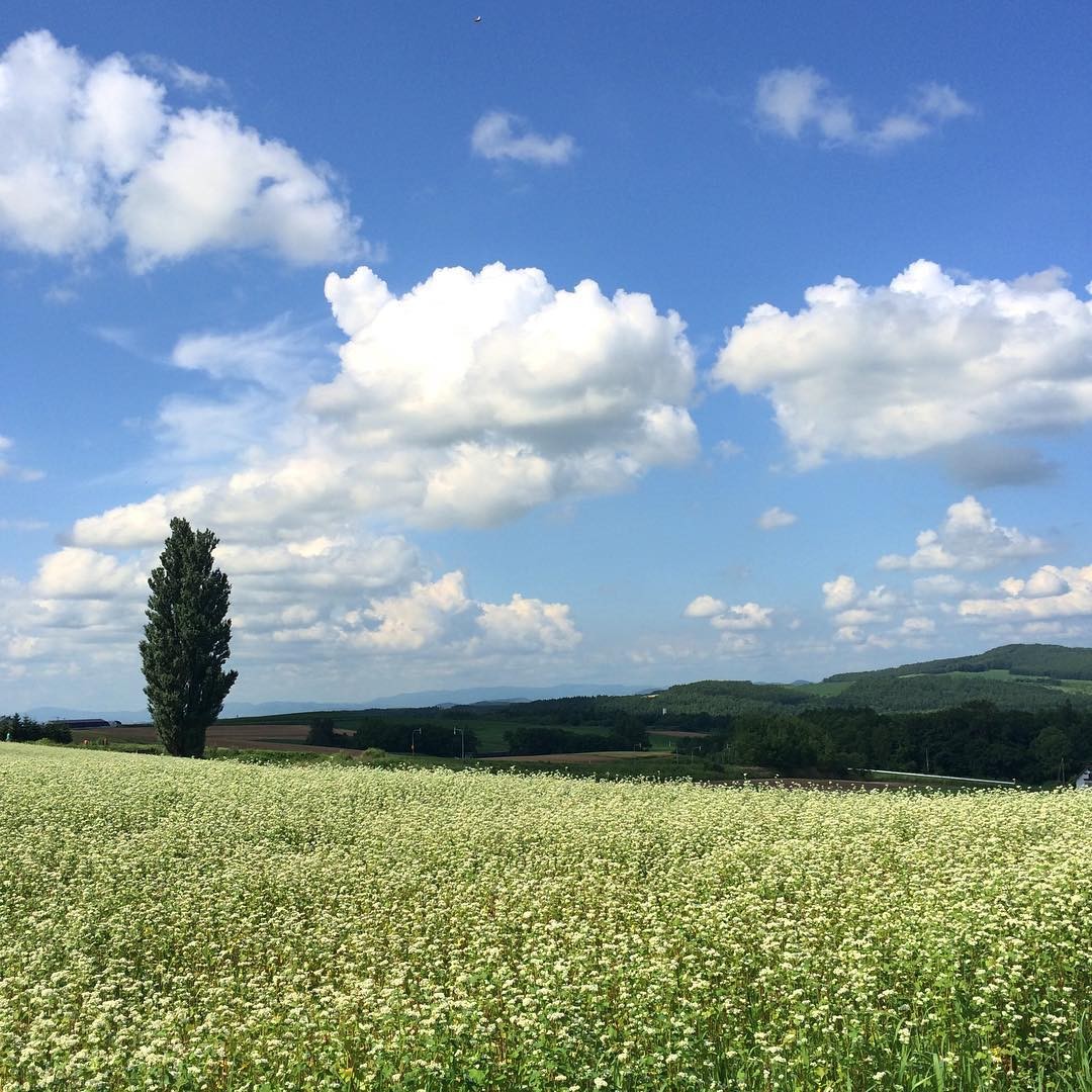 色とりどりの花畑！北海道・丘のまち美瑛の絶景スポットをご紹介します！