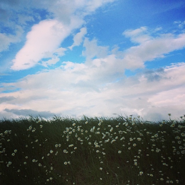 色とりどりの花畑！北海道・丘のまち美瑛の絶景スポットをご紹介します！