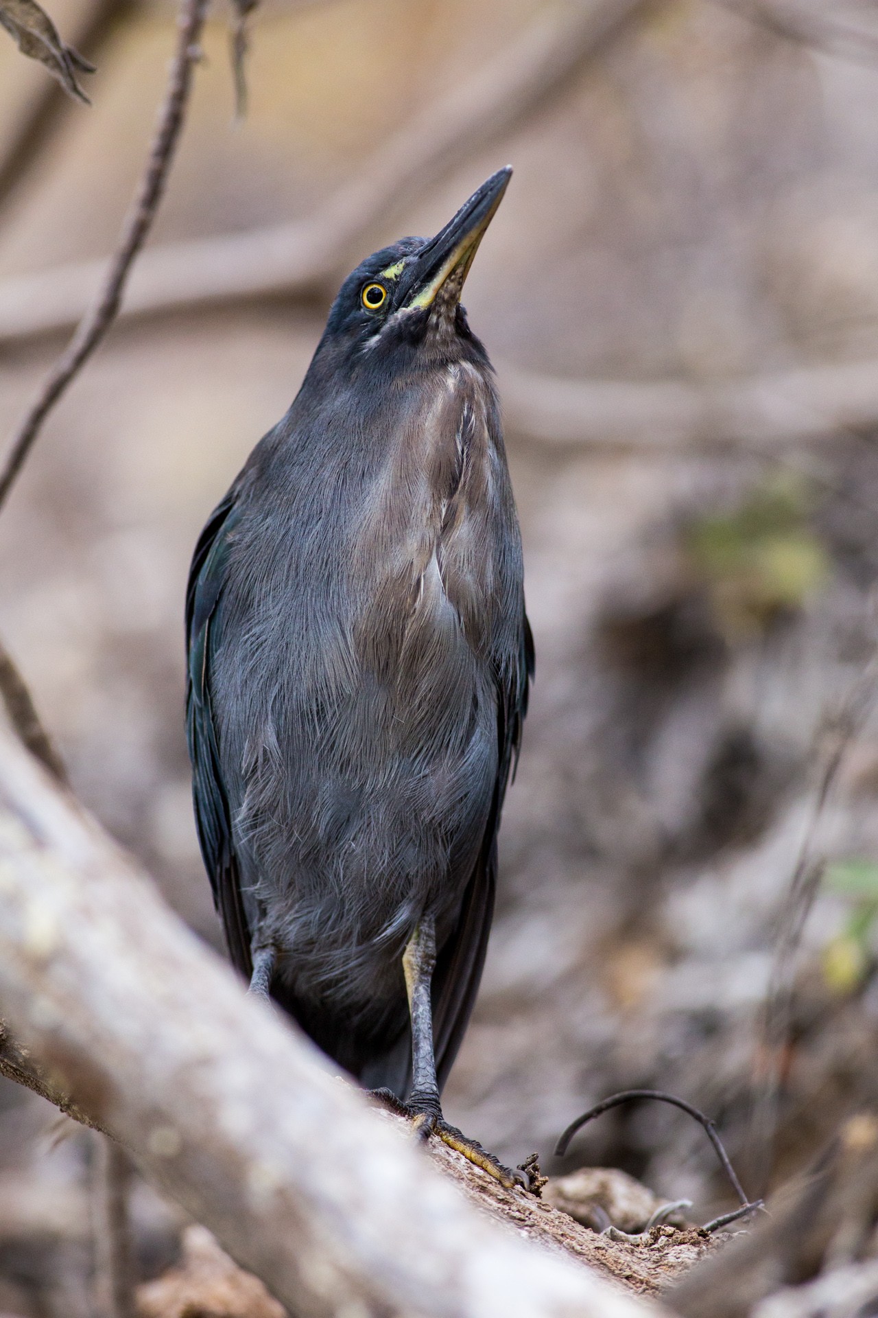 ガラパゴス諸島で見ることができる "鳥" がスゴい！22種類大特集!!