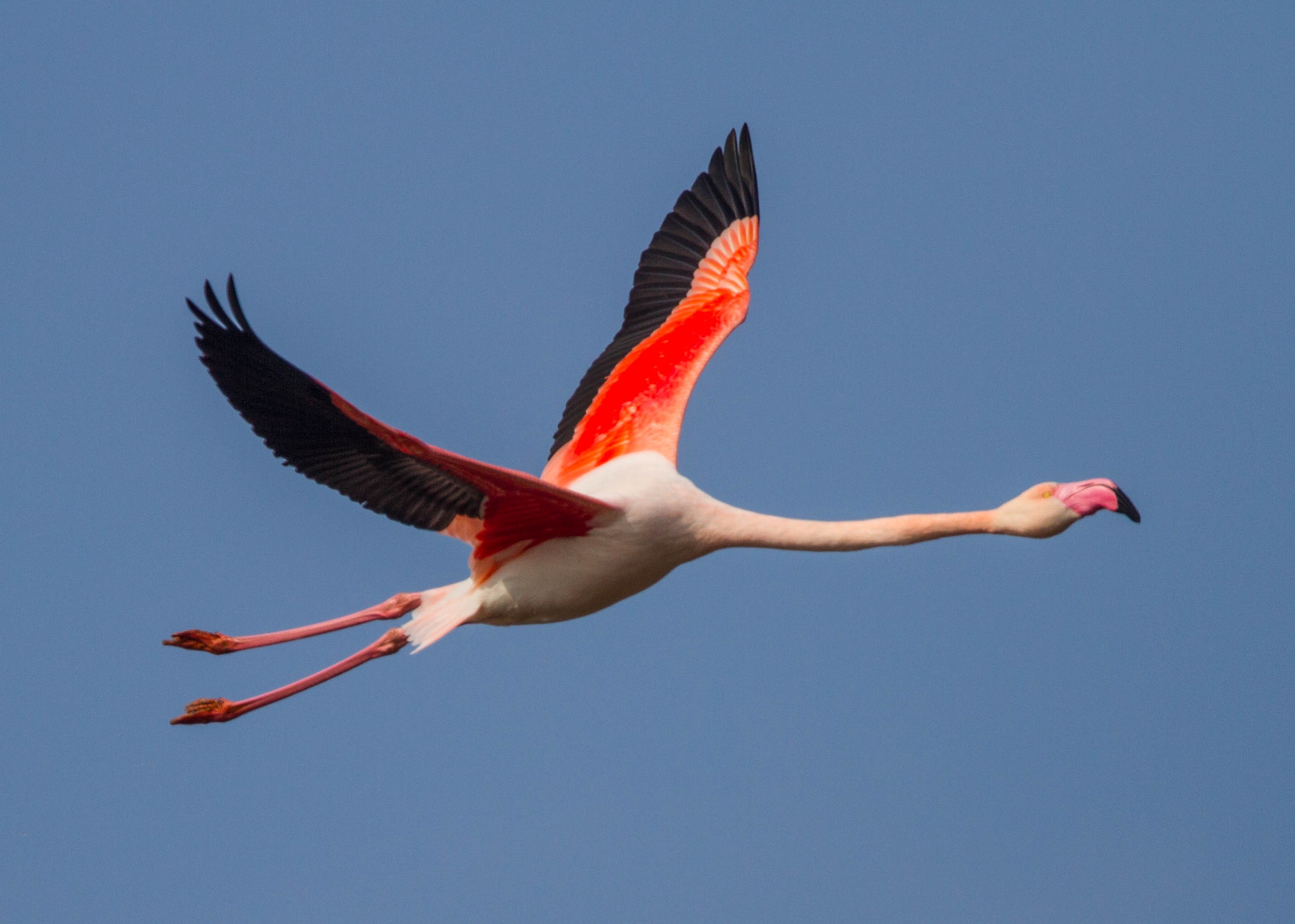 ガラパゴス諸島で見ることができる "鳥" がスゴい！22種類大特集!!