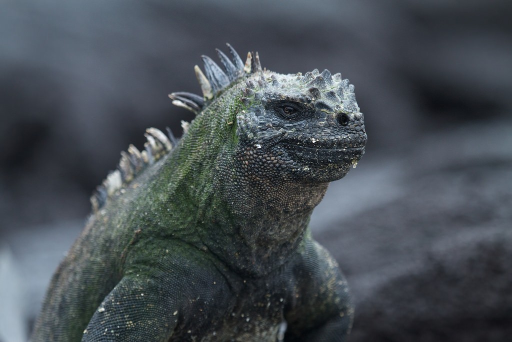 爬虫類好きはたまらない!? ガラパゴス諸島で見ることのできる生き物10選！