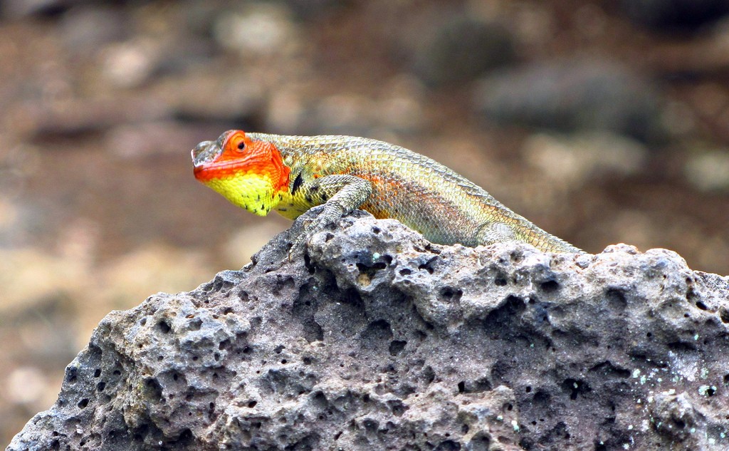 爬虫類好きはたまらない!? ガラパゴス諸島で見ることのできる生き物10選！