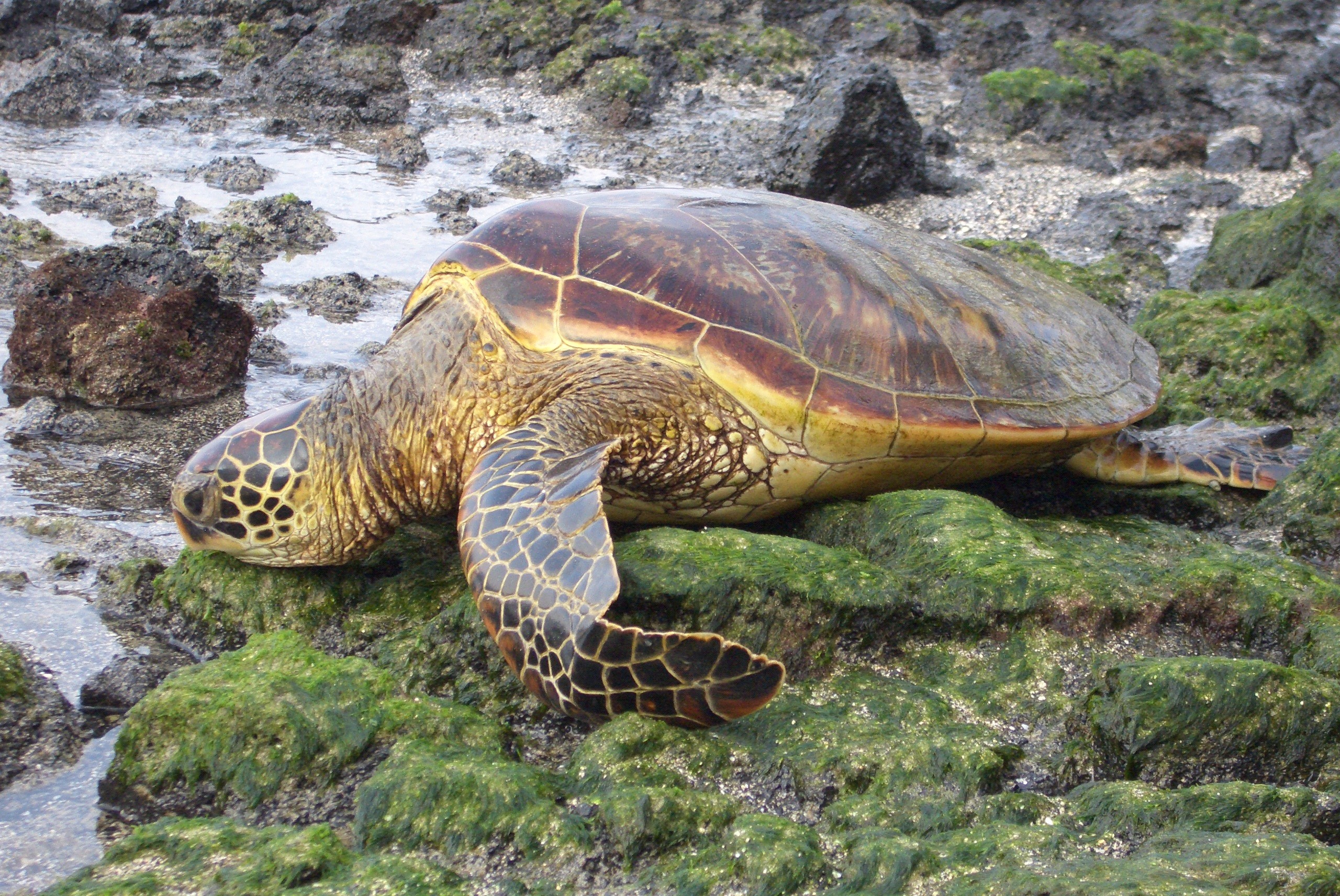 シュノーケリングもおすすめ！ガラパゴス諸島で見ることのできる生き物10選 ～海中編～