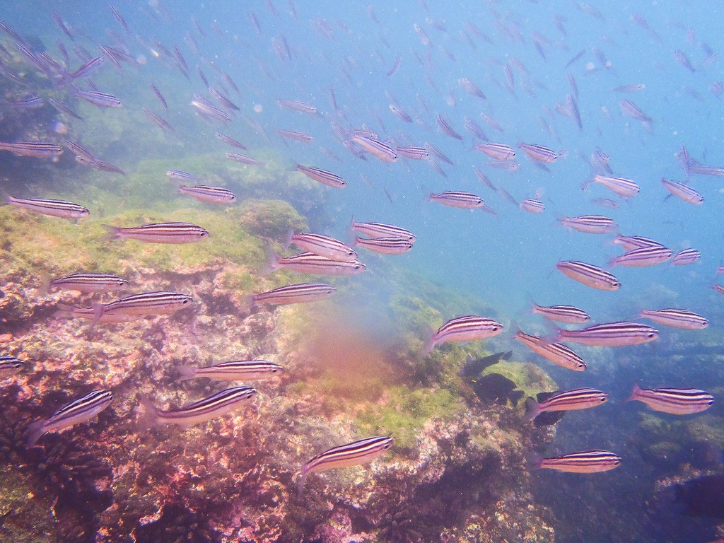 シュノーケリングもおすすめ！ガラパゴス諸島で見ることのできる生き物10選 ～海中編～