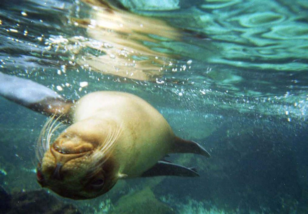 ガラパゴス諸島で超絶かわいい生き物と泳ごう！オススメのビーチ３選