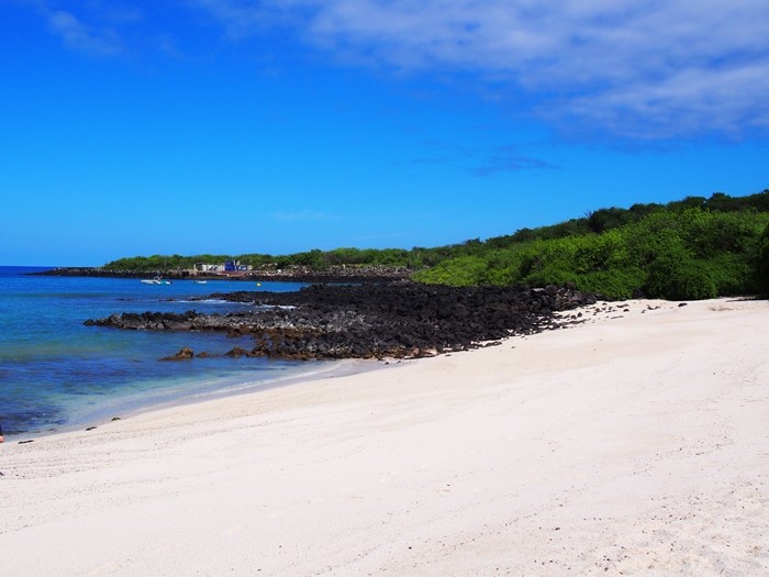 ガラパゴス諸島で超絶かわいい生き物と泳ごう！オススメのビーチ３選