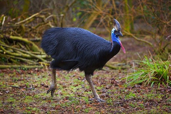 【ゴールドコースト】ワイルドライフ・サンクチュアリで、オーストラリアの固有種をまとめて珍獣ハント！