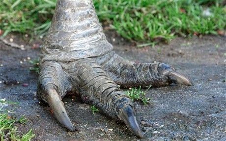 【ゴールドコースト】ワイルドライフ・サンクチュアリで、オーストラリアの固有種をまとめて珍獣ハント！