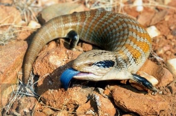 【ゴールドコースト】ワイルドライフ・サンクチュアリで、オーストラリアの固有種をまとめて珍獣ハント！