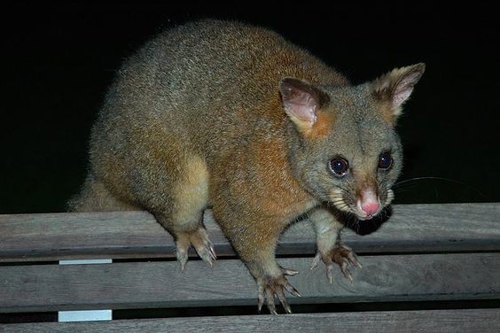 【ゴールドコースト】ワイルドライフ・サンクチュアリで、オーストラリアの固有種をまとめて珍獣ハント！